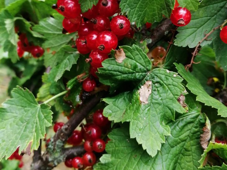 Beeren, Blätter