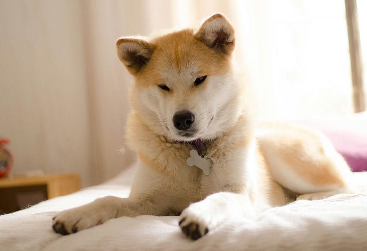 Akita