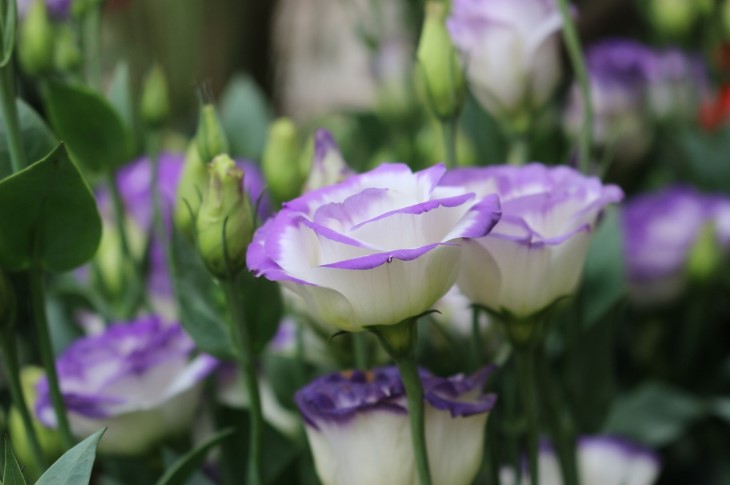 Eustoma