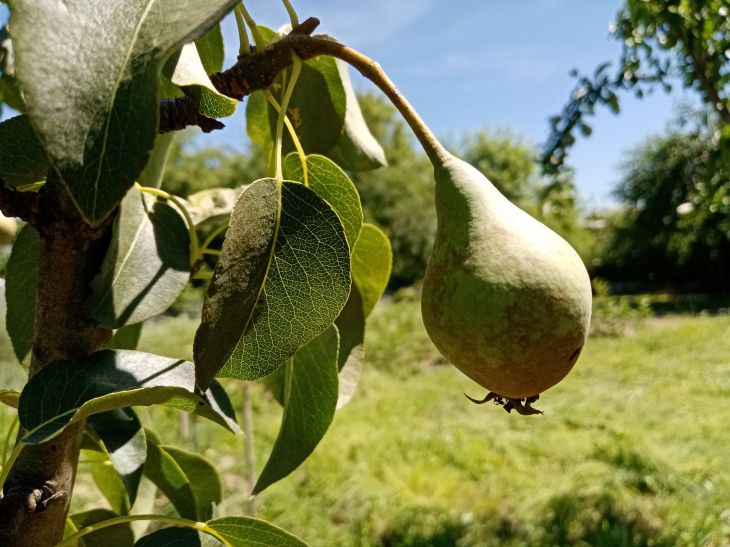 Blätter, Früchte