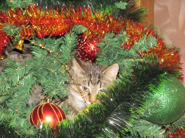 Katze, Weihnachtsbaum