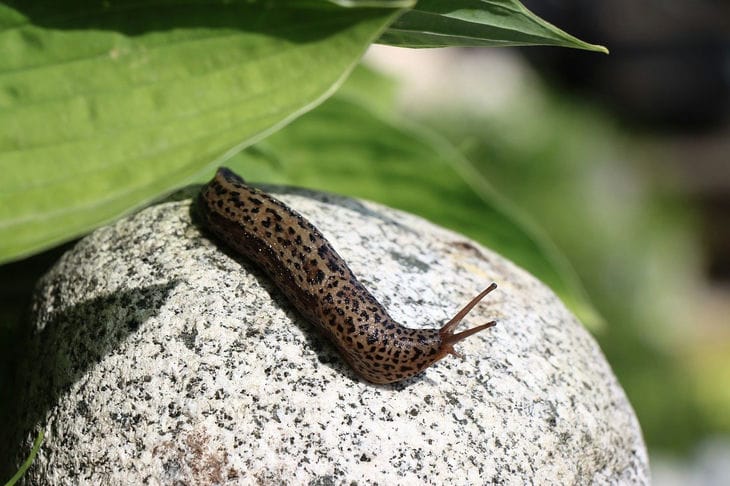 Schnecke