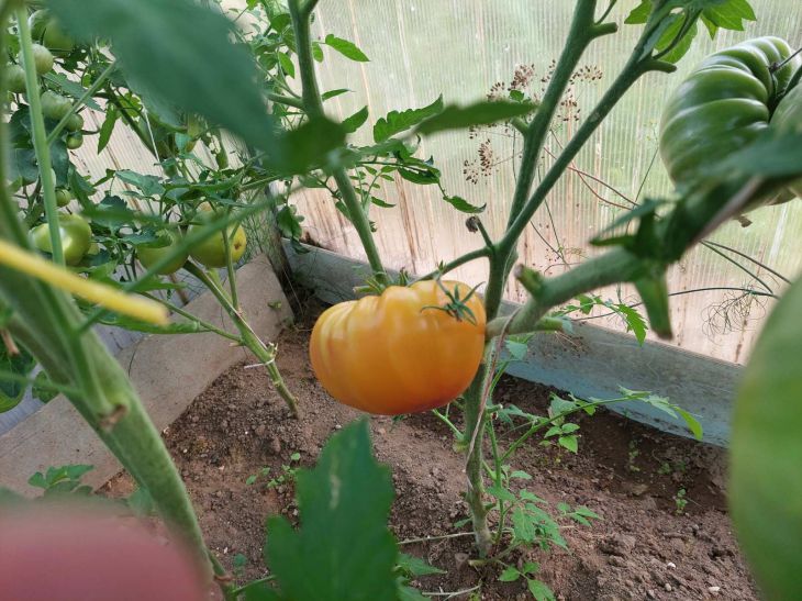 Tomaten, Blätter