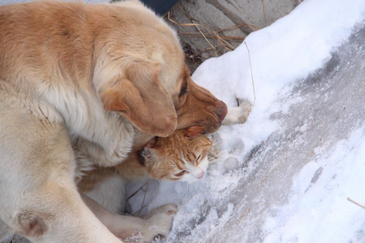 Katze und Hund