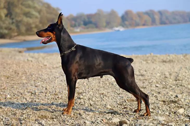 Dobermann