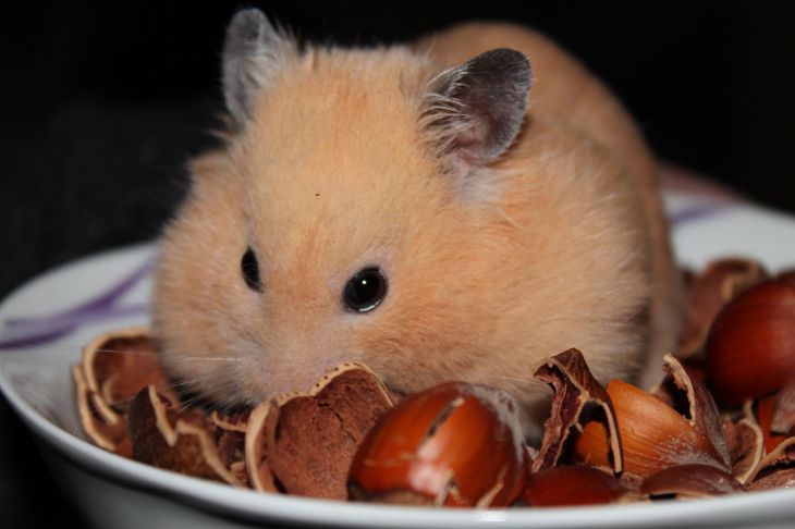 Hamster