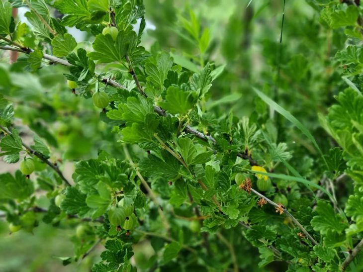 Busch, Beeren