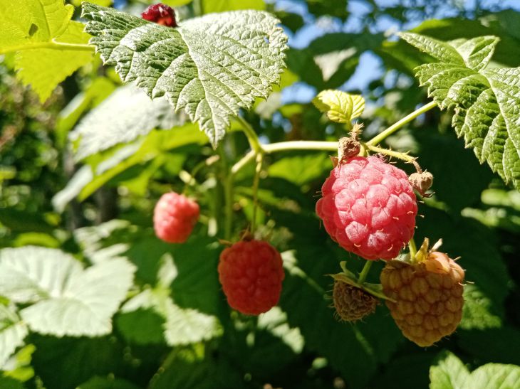 Beeren, Blätter