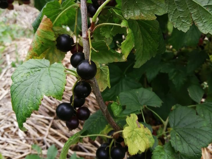 Beeren, Blätter