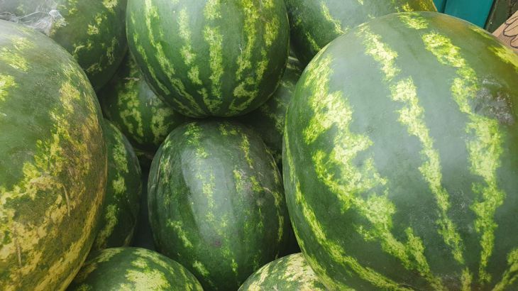 Wassermelone