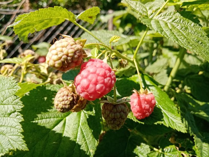 Beeren, Blätter