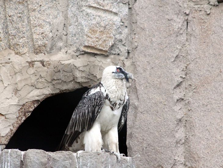 ein Vogel