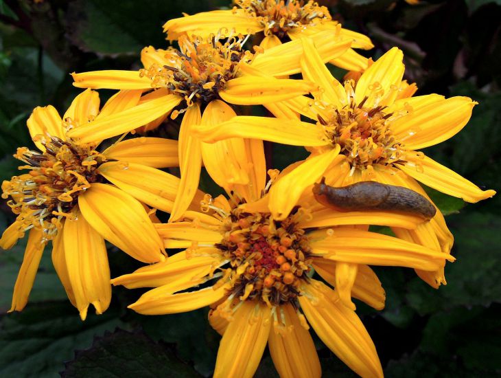 Schnecke, Blumen