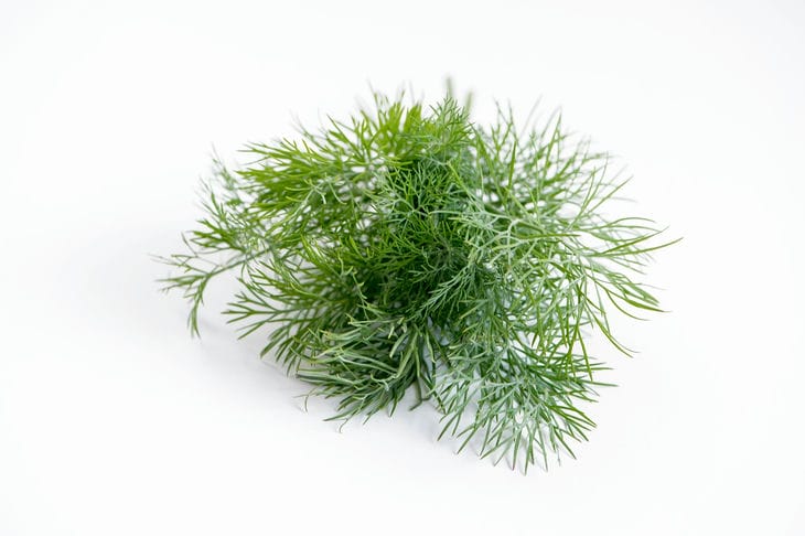 Dill