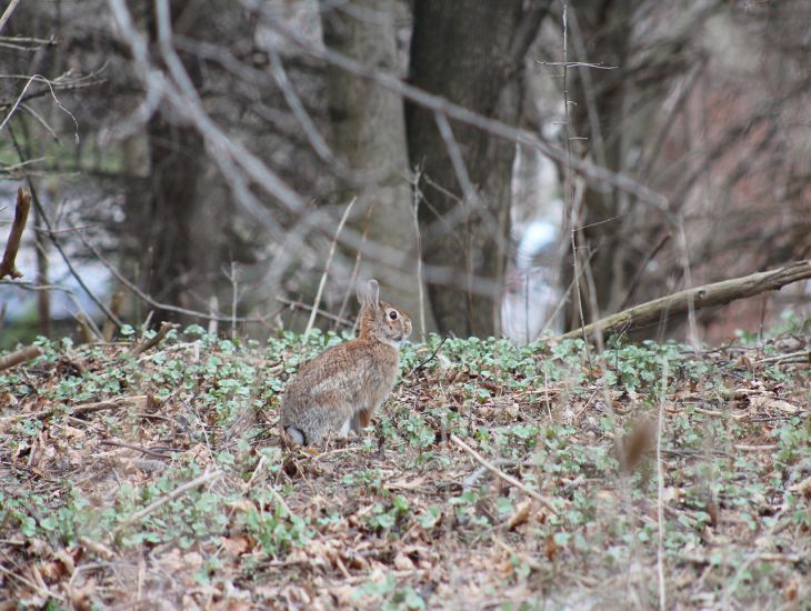 Hase, Zweige