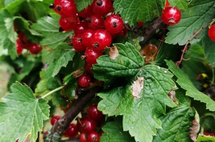 Johannisbeeren