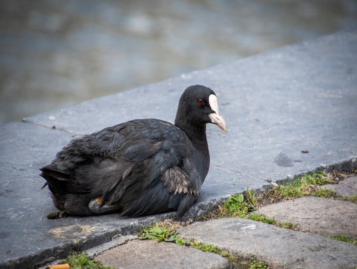 ein Vogel