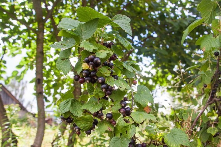 Beeren, Blätter