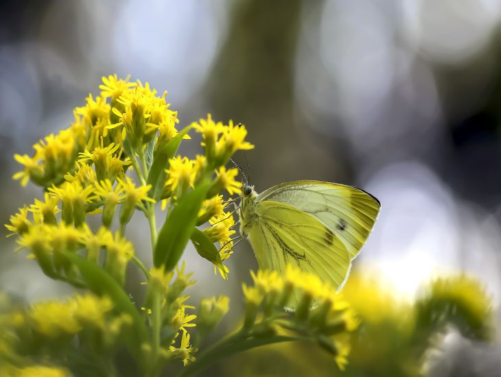 Schmetterling