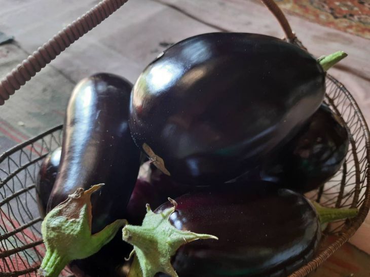 Aubergine