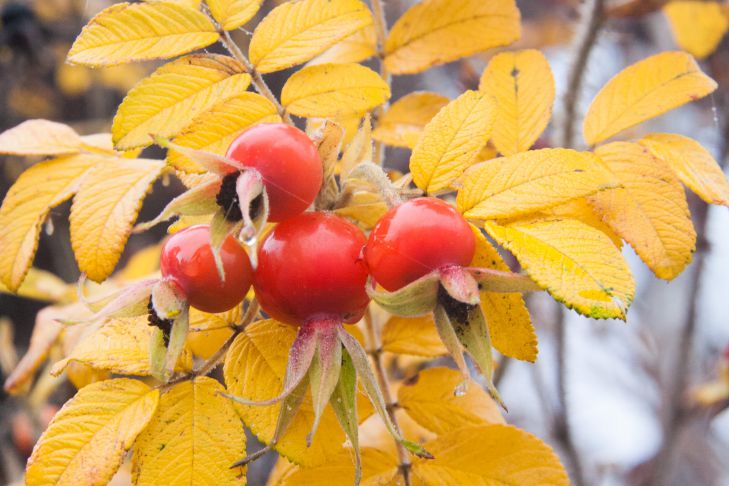 Beeren