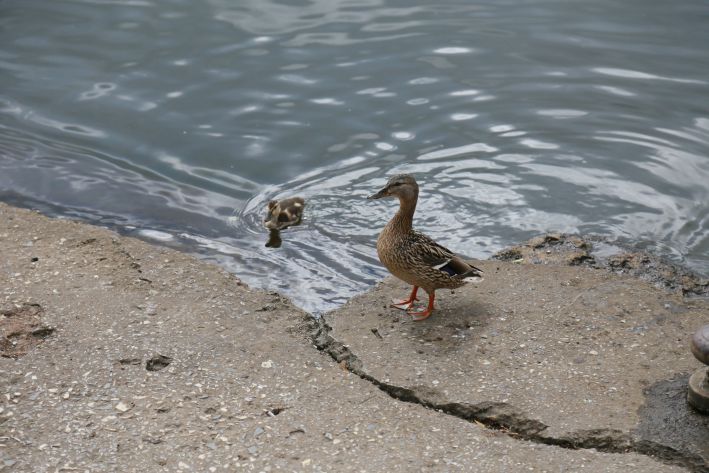 Vögel, Wasser