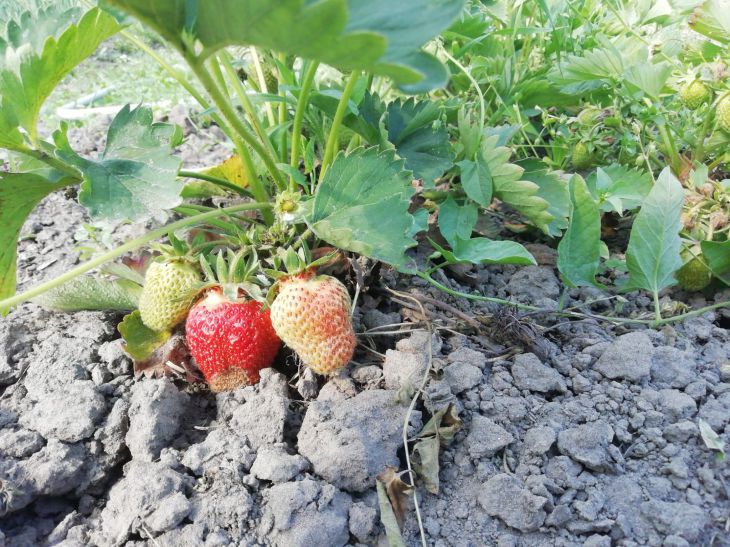 Beeren, Blätter