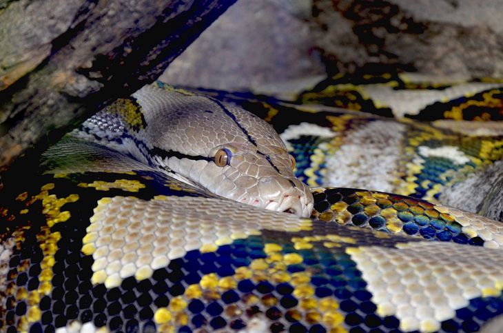 Python