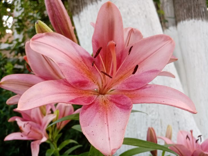 Lilien