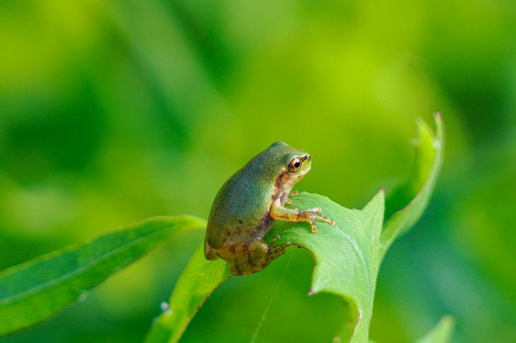 Frosch