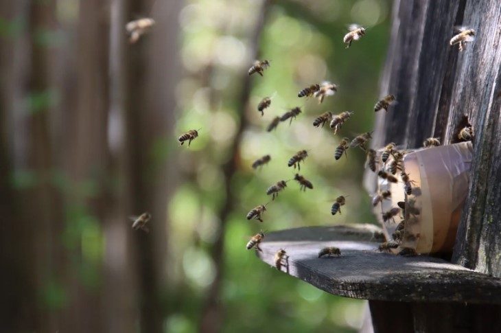 Bienen