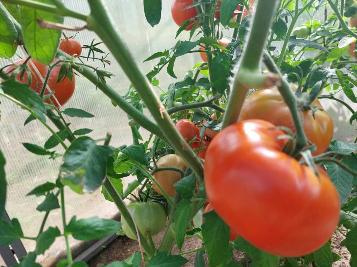 Tomaten