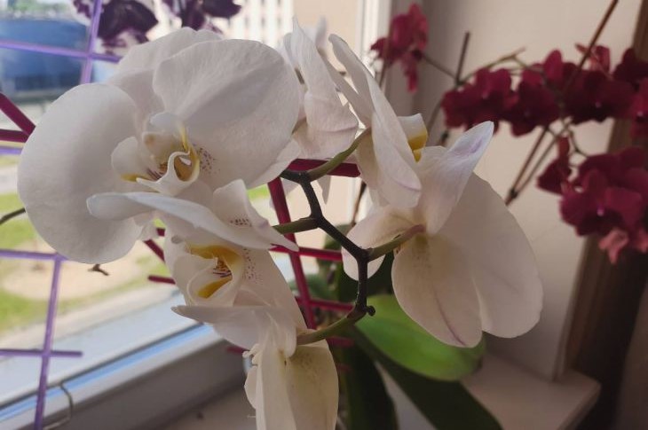 Orchidee