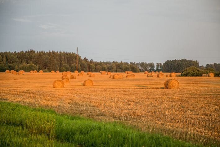 Heu nach der Ernte