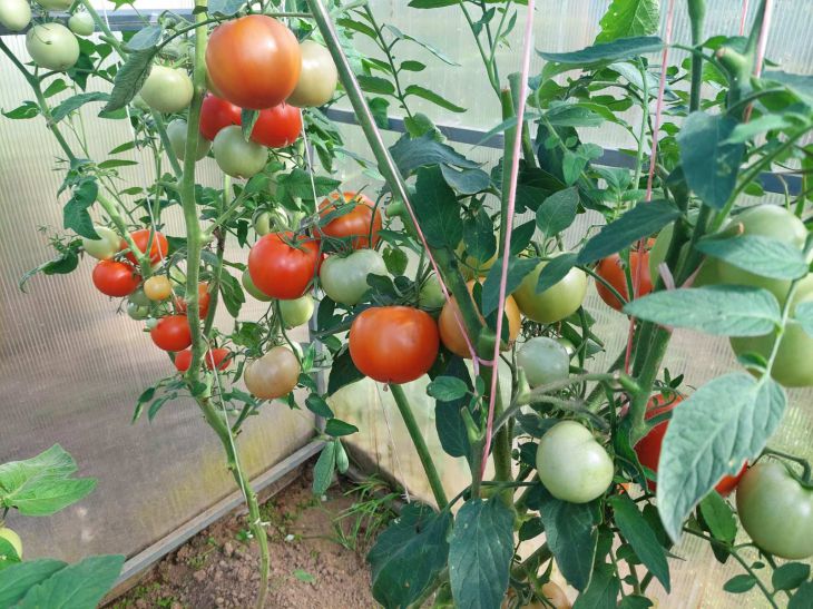 Tomaten