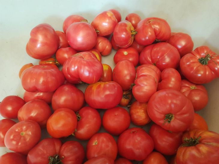 Tomaten