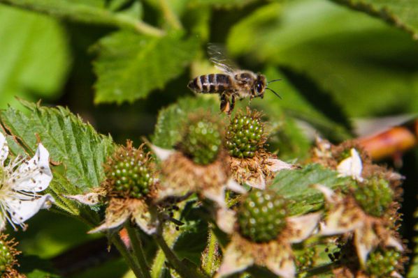 Bienen