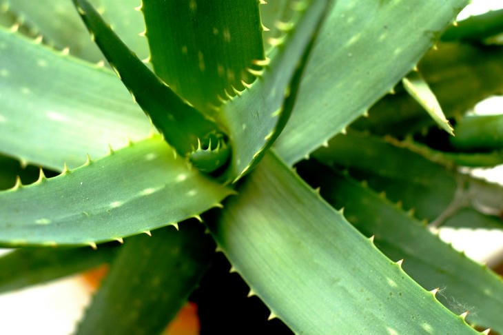 Aloe