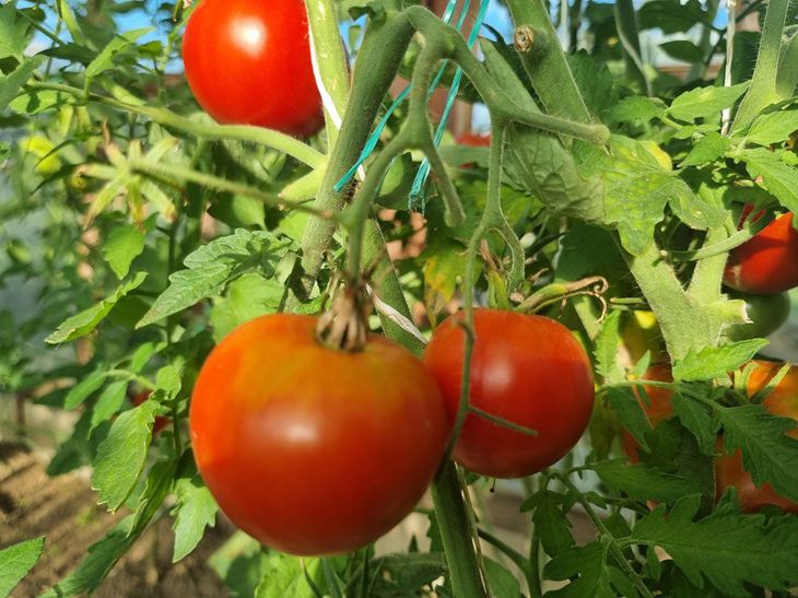 Tomaten