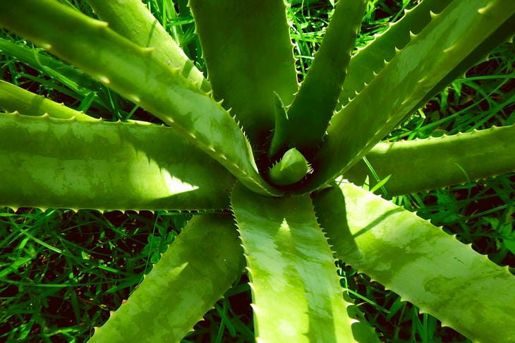 Aloe