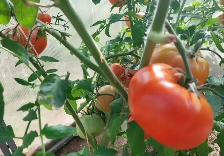 Tomaten