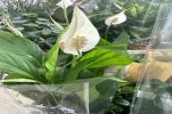 Spathiphyllum