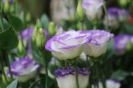 Eustoma