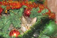 Katze, Weihnachtsbaum