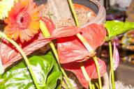 Anthurium