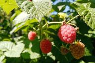 Beeren, Blätter