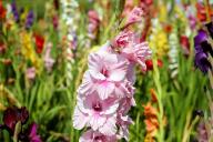 Gladiole