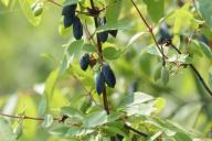 Beeren, Blätter