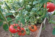 Tomaten