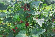 Beeren